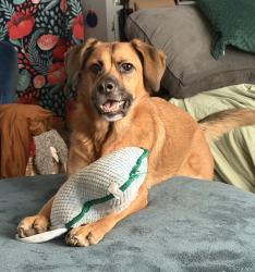 Reunited Female Dog last seen Honey Creek Neighborhood in Anderson, SC, Anderson, SC 29621