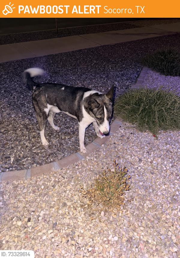 Found/Stray Male Dog last seen By neighborhood park, Socorro, TX 79927