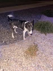 Found/Stray Male Dog last seen By neighborhood park, Socorro, TX 79927
