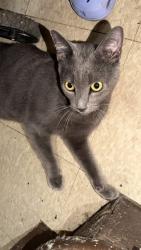 Reunited Male Cat last seen Plattwood Ave & 96th St Ozone Park, Queens, NY 11417