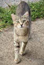 Lost Male Cat last seen Highway 17 and 200TH ST, Boone, IA, Boone County, IA 50036