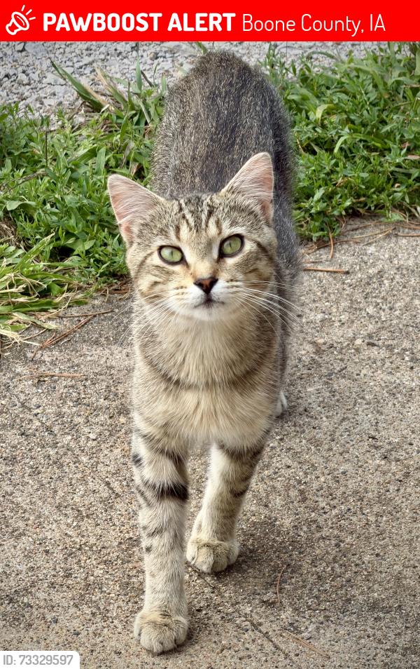 Lost Male Cat last seen Highway 17 and 200TH ST, Boone, IA, Boone County, IA 50036