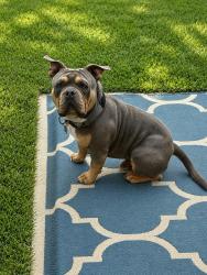 Lost Male Dog last seen Ridgebriar dr., Houston, TX 77014