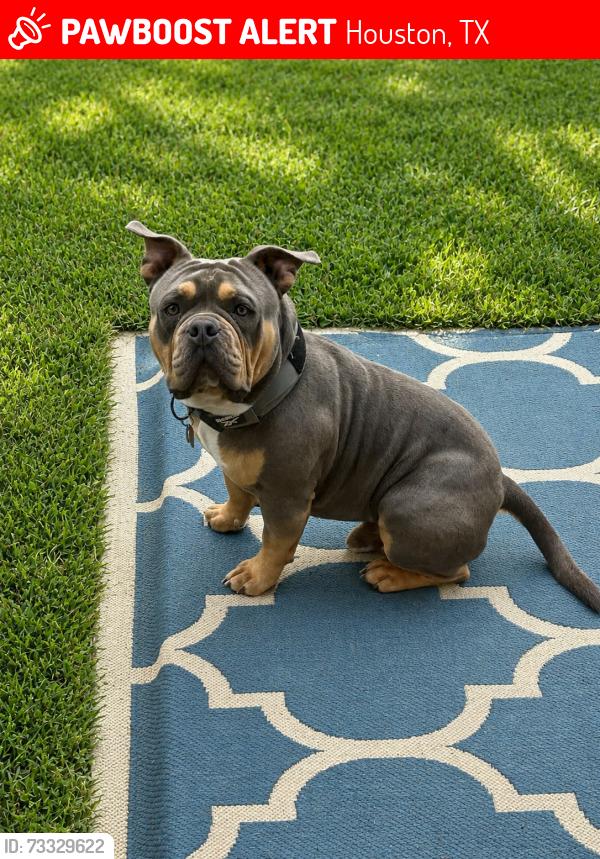 Lost Male Dog last seen Ridgebriar dr., Houston, TX 77014