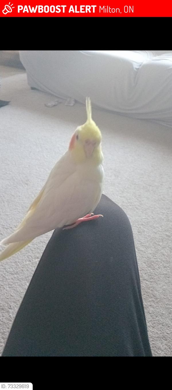 Lost Unknown Bird last seen Farmstead drive/ St. Louis Laurent, Milton, ON 