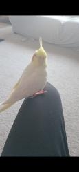 Lost Unknown Bird last seen Farmstead drive/ St. Louis Laurent, Milton, ON 