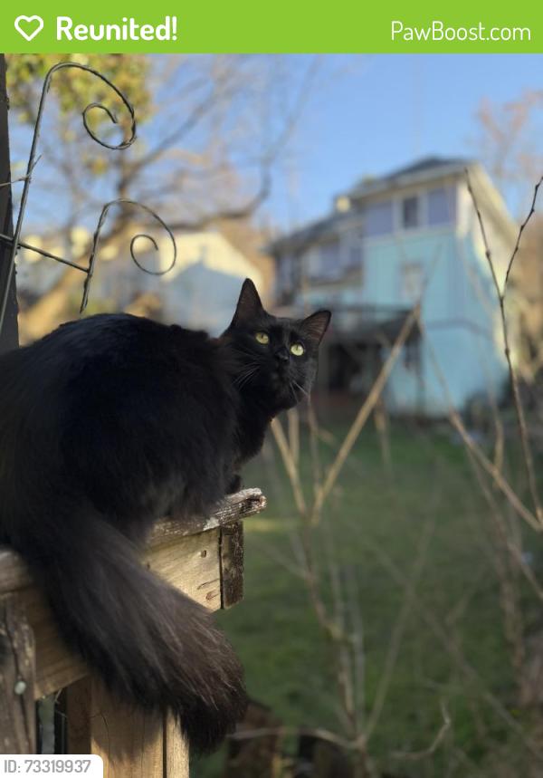 Reunited Female Cat last seen Homewood, Birmingham, AL 35209