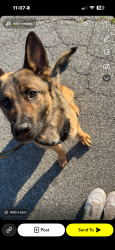 Reunited Male Dog last seen Yanceyville st, Greensboro, NC 27405
