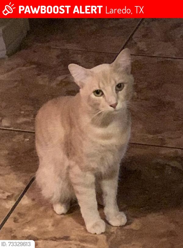 Lost Male Cat last seen Ben-cha Rd and Valdosa Dr, Laredo, TX 78043
