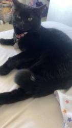 Reunited Male Cat last seen Edgeland and Corydon, Winnipeg, MB 