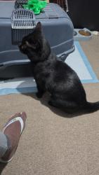 Reunited Unknown Cat last seen Near Windmill Road Edmonton, Greater London, England N18 1PA