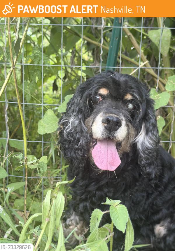 Found/Stray Female Dog last seen Creekside Drive, Nashville, TN 37211
