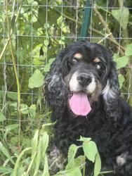 Found/Stray Female Dog last seen Creekside Drive, Nashville, TN 37211