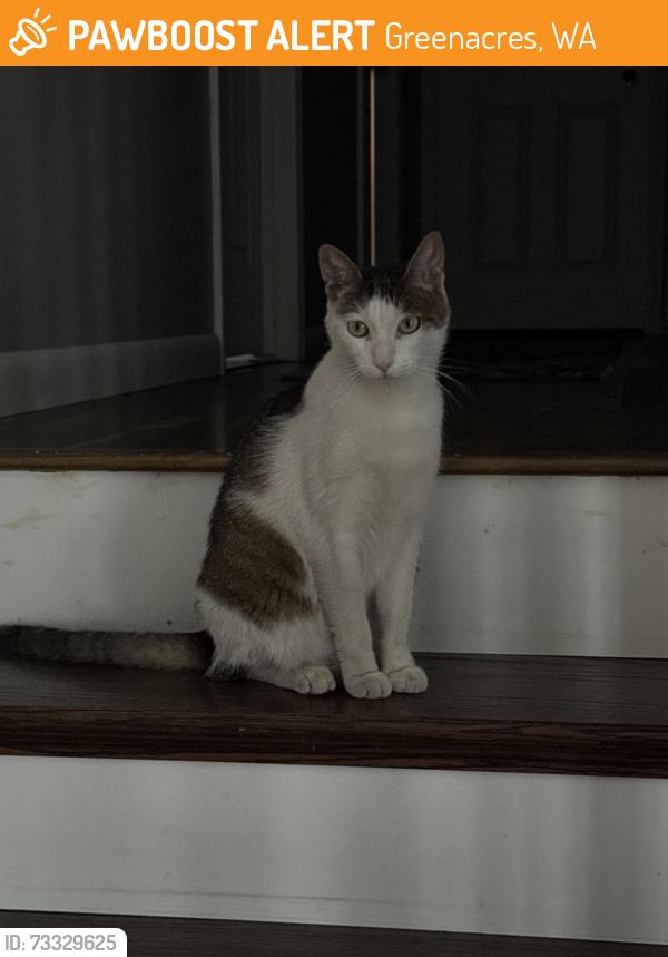 Found/Stray Female Cat last seen Hodges and 6th, Greenacres, WA 99016