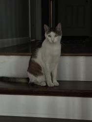Found/Stray Female Cat last seen Hodges and 6th, Greenacres, WA 99016