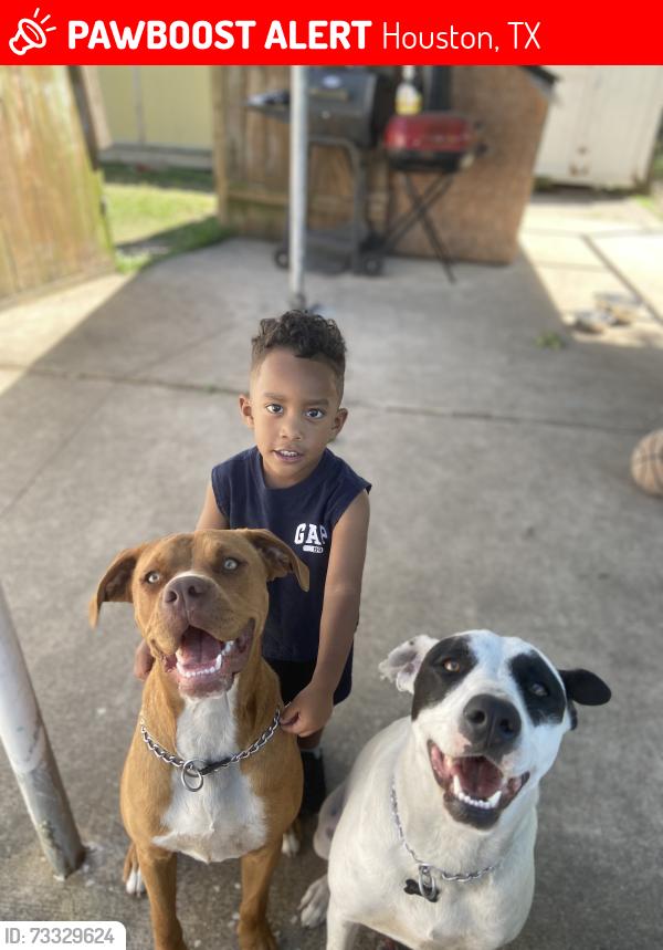 Lost Female Dog last seen George bush airport, Houston, TX 77075