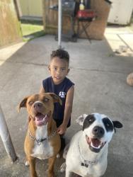 Lost Female Dog last seen George bush airport, Houston, TX 77075