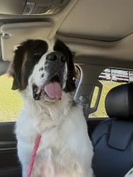 Reunited Female Dog last seen Near Southpoint Dr., Lexington, KY 40503