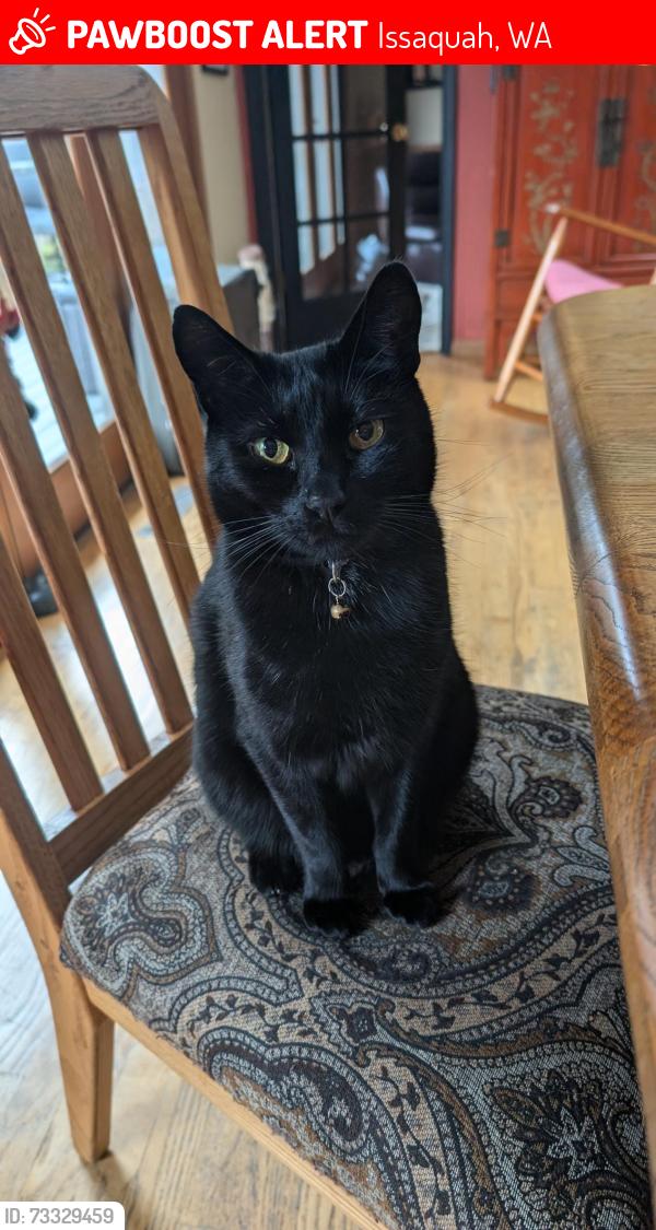 Lost Male Cat last seen Confluence park, Issaquah, WA 98027