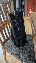 Lost Male Cat last seen Confluence park, Issaquah, WA 98027