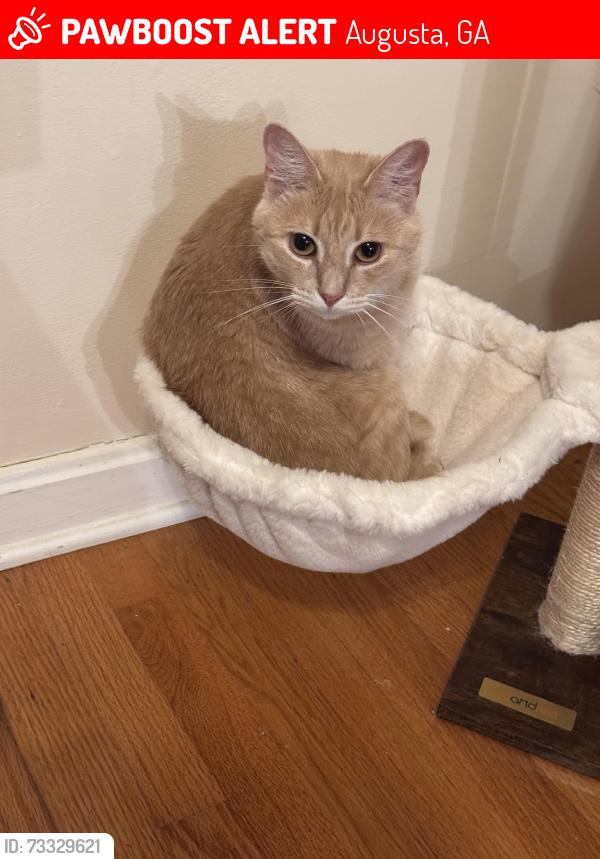Lost Female Cat last seen Stratford Dr, Augusta, GA 30909
