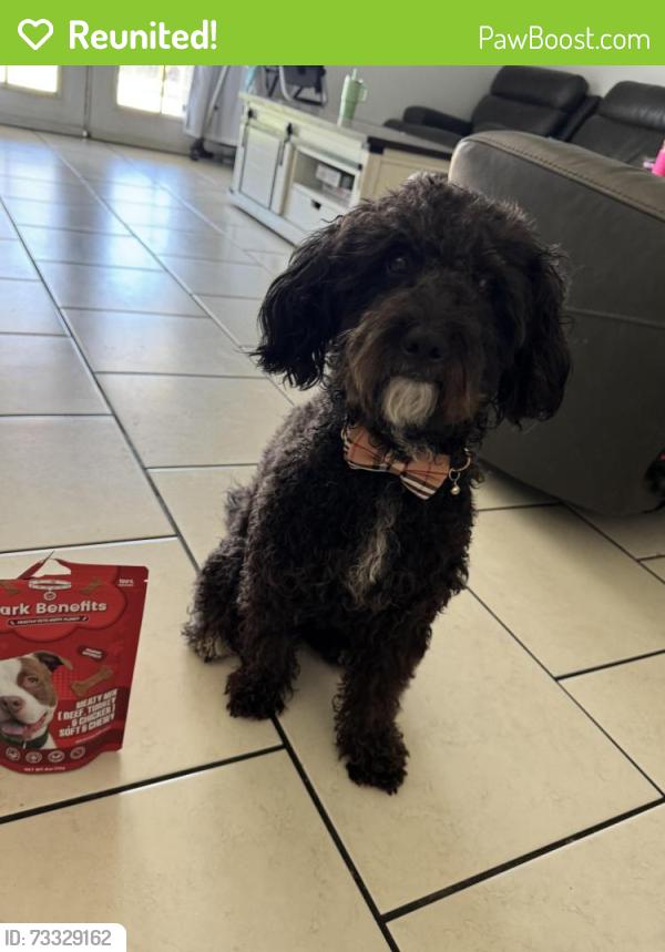 Reunited Male Dog last seen 57th and barbara, Glendale, AZ 85302