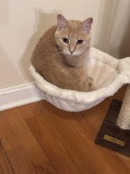 Lost Female Cat last seen Stratford Dr, Augusta, GA 30909
