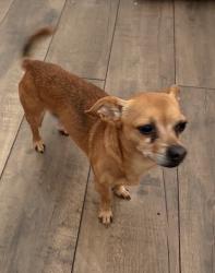 Lost Male Dog last seen Ridgebriar houston tx 77014, Houston, TX 77014