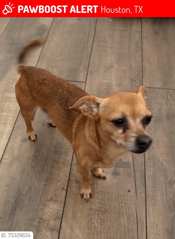 Lost Male Dog last seen Ridgebriar houston tx 77014, Houston, TX 77014