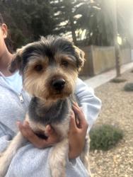 Found/Stray Male Dog last seen Rollingwood Dr Vallejo CA, Vallejo, CA 94591