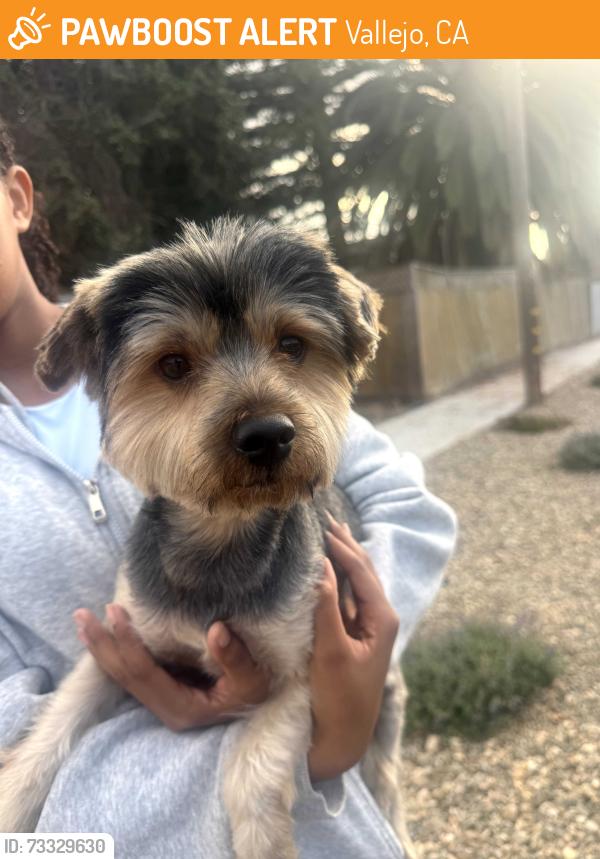 Found/Stray Male Dog last seen Rollingwood Dr Vallejo CA, Vallejo, CA 94591