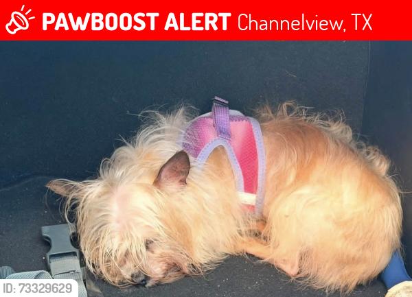 Lost Female Dog last seen Rancho verde community channelview Tx 77530, Channelview, TX 77530