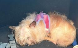 Lost Female Dog last seen Rancho verde community channelview Tx 77530, Channelview, TX 77530