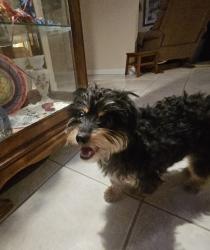 Reunited Female Dog last seen Near Griegos Rd NW, Albuquerque, NM 87107, USA, Albuquerque, NM 87107