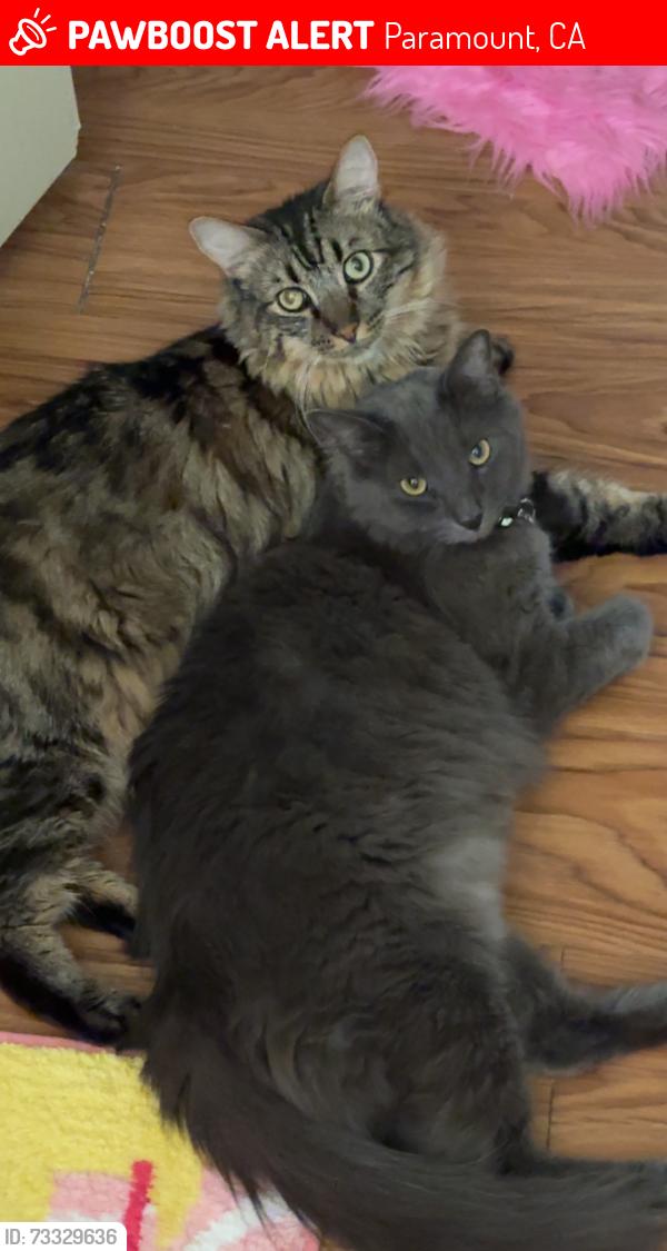 Lost Male Cat last seen Indiana Ave and Adam’s Street, Paramount, CA 90723