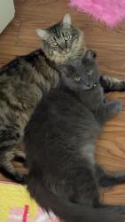 Lost Male Cat last seen Indiana Ave and Adam’s Street, Paramount, CA 90723