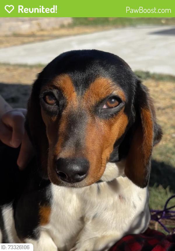 Reunited Female Dog last seen Near Hilltop Dr, Salinas, CA 93905, USA, Salinas, CA 93905