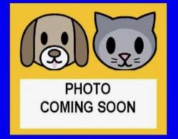 Shelter Stray Male Cat last seen Near BLOCK INGRAM, 4710 TX-151, San Antonio, TX 78227, USA