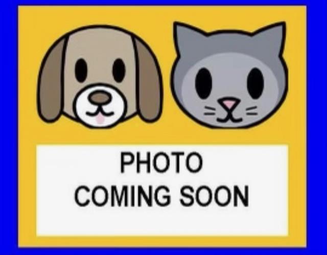 Shelter Stray Male Cat last seen Near BLOCK INGRAM, 4710 TX-151, San Antonio, TX 78227, USA