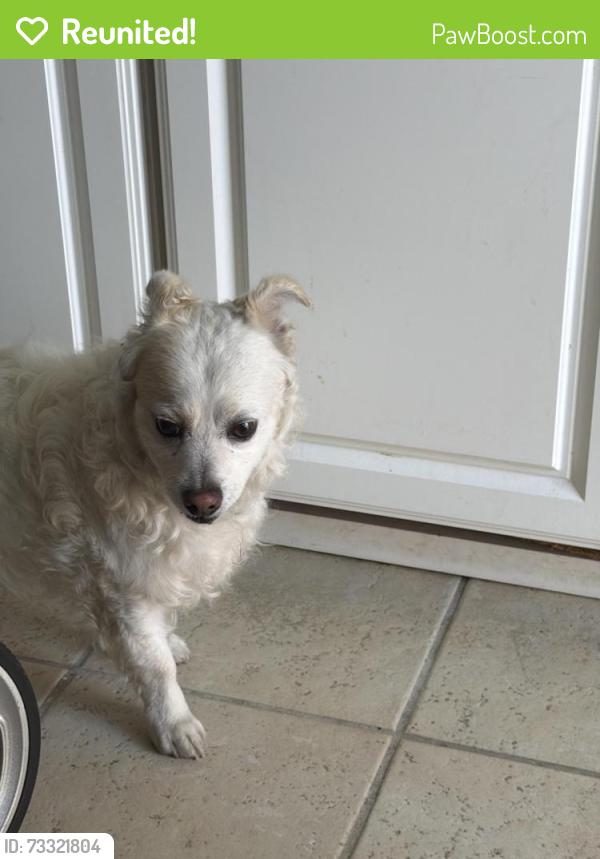 Reunited Male Dog last seen Cambio, Fremont, CA 94536