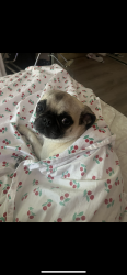 Lost Female Dog last seen Pines Park and Palisades area, Dana Point, CA 92624