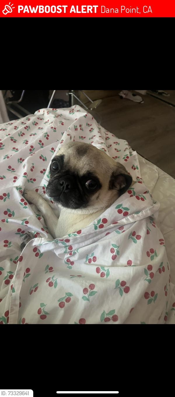 Lost Female Dog last seen Pines Park and Palisades area, Dana Point, CA 92624