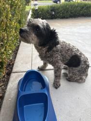 Found/Stray Unknown Dog last seen Alderpointe cedar stand, Bakersfield, CA 93313