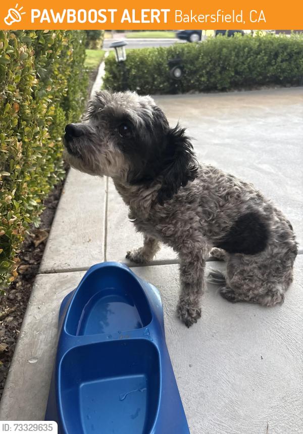 Found/Stray Unknown Dog last seen Alderpointe cedar stand, Bakersfield, CA 93313