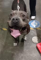 Shelter Stray Male Dog last seen , 3201 Lacy St, Los Angeles, CA 90031, USA
