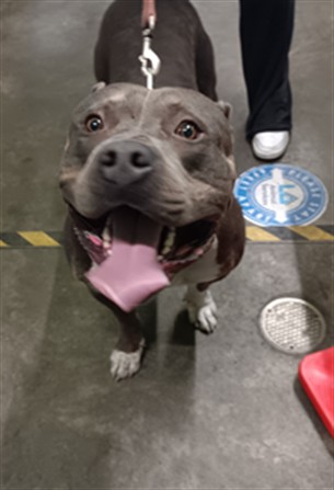 Shelter Stray Male Dog last seen , 3201 Lacy St, Los Angeles, CA 90031, USA
