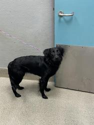 Shelter Stray Female Dog last seen Near BLOCK OSO BLANCA RD, LAS VEGAS NV 89149, 655 N Mojave Rd, Las Vegas, NV 89101, USA