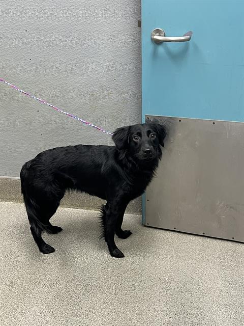 Shelter Stray Female Dog last seen Near BLOCK OSO BLANCA RD, LAS VEGAS NV 89149, 655 N Mojave Rd, Las Vegas, NV 89101, USA
