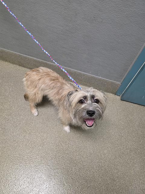 Shelter Stray Female Dog last seen Near BLOCK OSO BLANCA RD, LAS VEGAS NV 89149, 655 N Mojave Rd, Las Vegas, NV 89101, USA