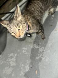 Found/Stray Unknown Cat last seen Pinta drive, Chesapeake, VA 23321